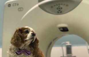 Sala de TAC veterinario